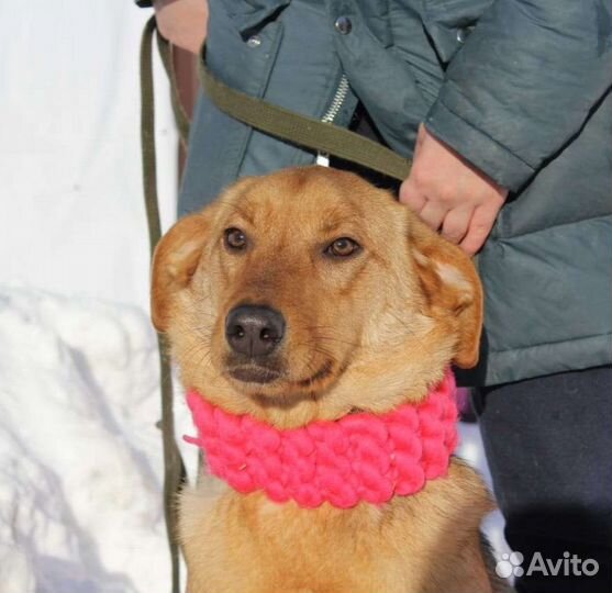 Баффи живёт в приюте, подарите ей дом