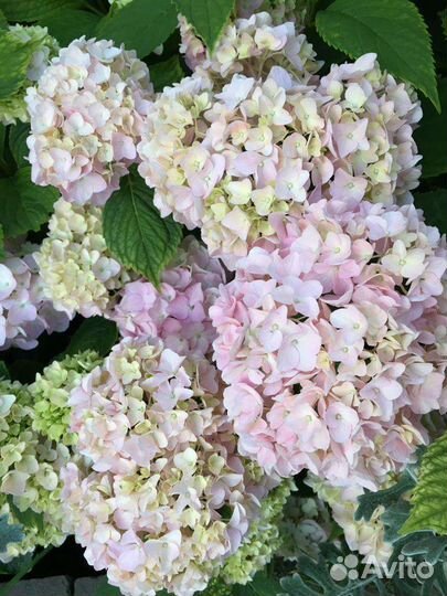 Гортензия Вечное лето