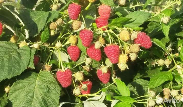 Малина (саженцы) 18сортов, новинки 2022г