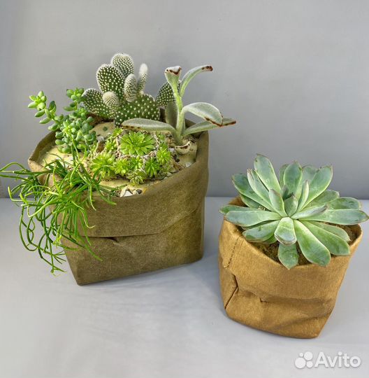 Флорариум часть 2