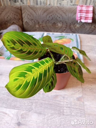 Маранта триколор