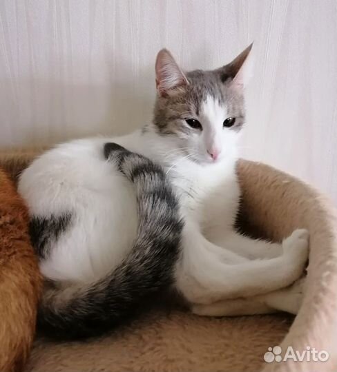 Кошечка в добрые руки