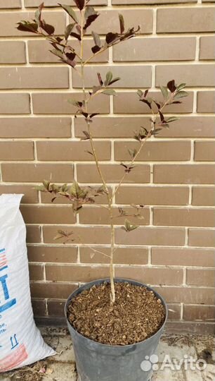 Черемуха краснолистная Сибирская красавица