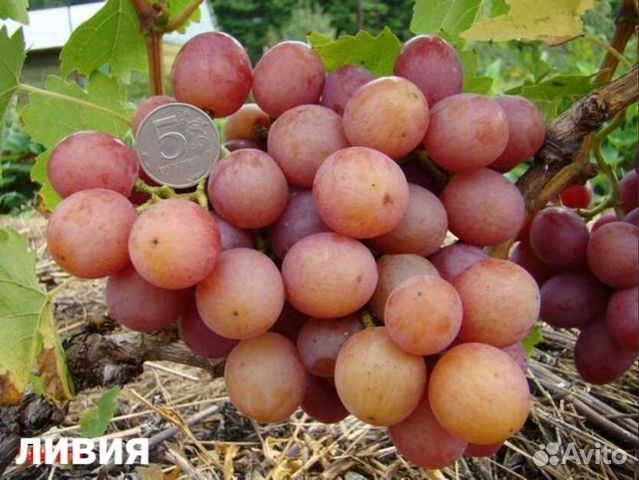 Саженцы винограда