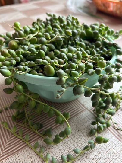 Крестовник роули