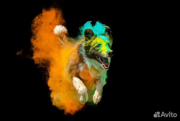 Собака для фотосессии,Рекламы, съемок