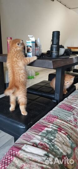 Кошки курильский бобтейл