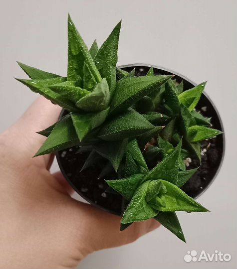 Хавортия извилистая или тортуоза (H. tortuosa)