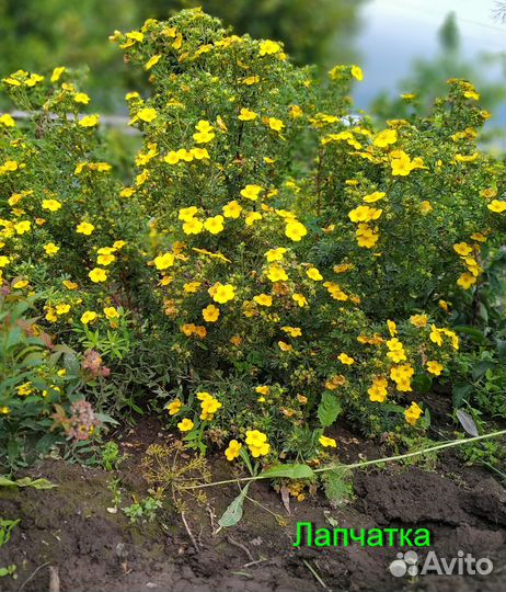 Декоративные кустарники