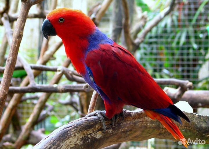 Эклектус (самка)