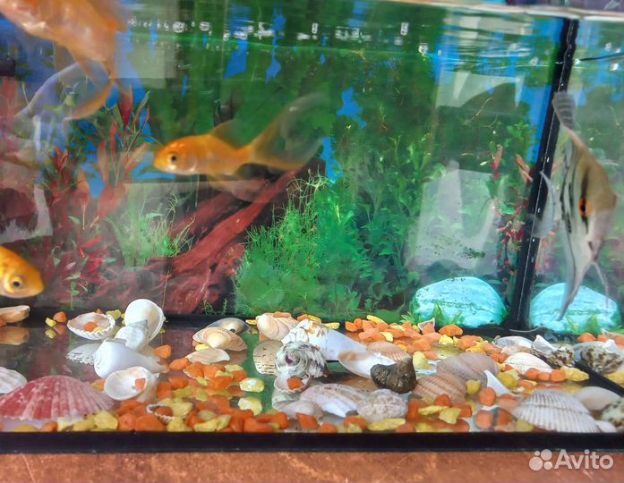 Аквариум с рыбками