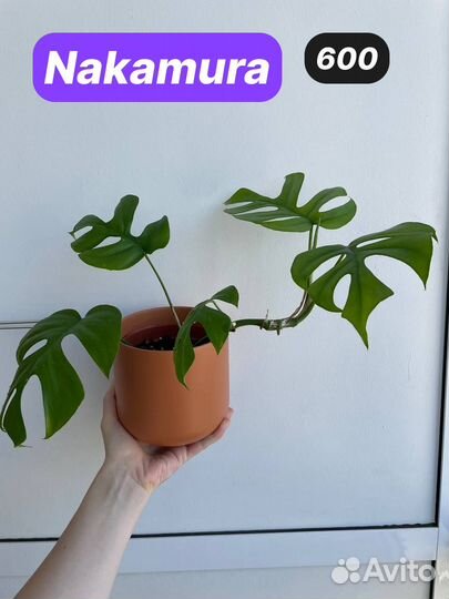 Монстера рафидофора