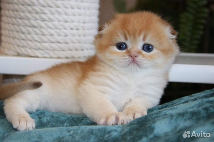 Шотландская шоколадная золотая шиншилла, девочка