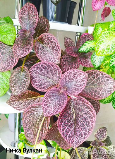 Эписции сортовые