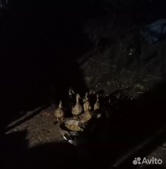 Продажа уток