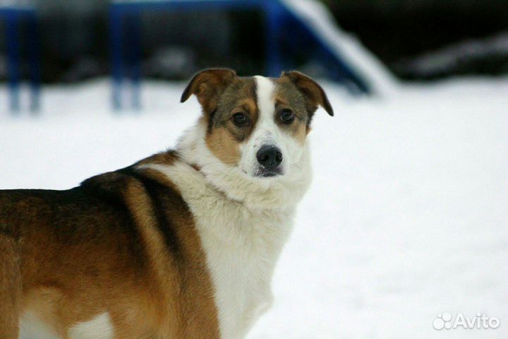 Собака ищет дом