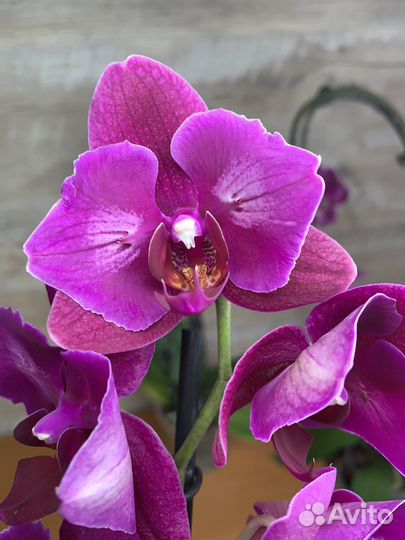 Орхидея фаленопсис