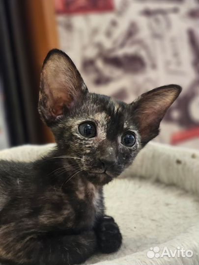 Ориентальные котята