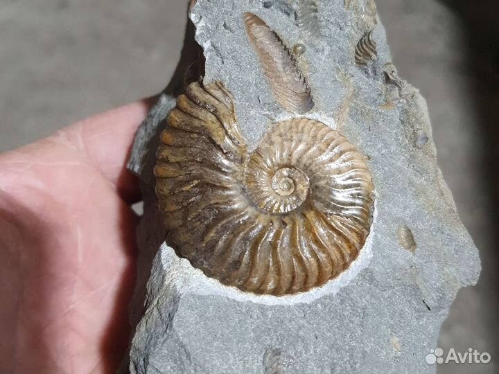 Аммонит на породе