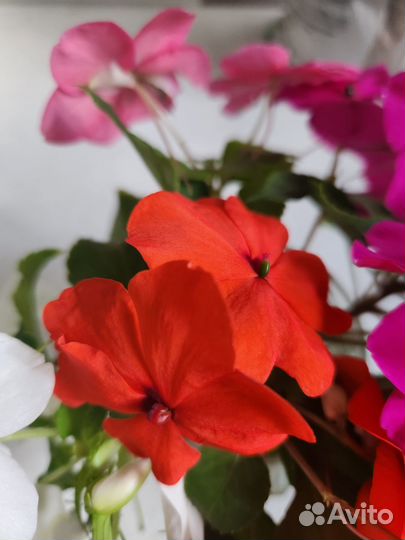 Бальзамины. 4 цвета