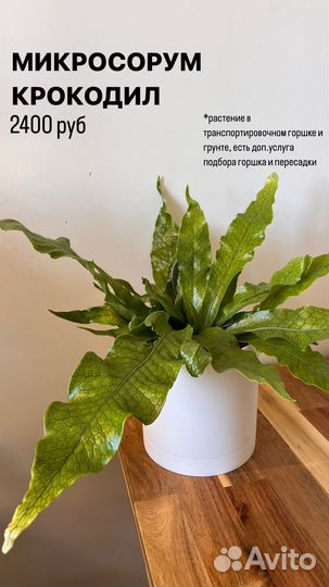 Растения комнатные: драцена, лирата