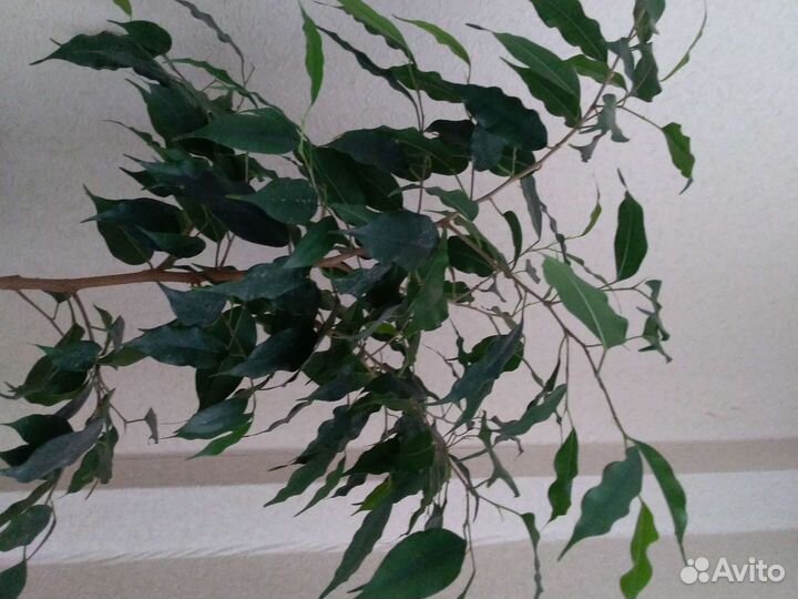 Фикус Бенджамина, денежное дерево, спатифилум