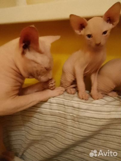 Канадский сфинкс котенок