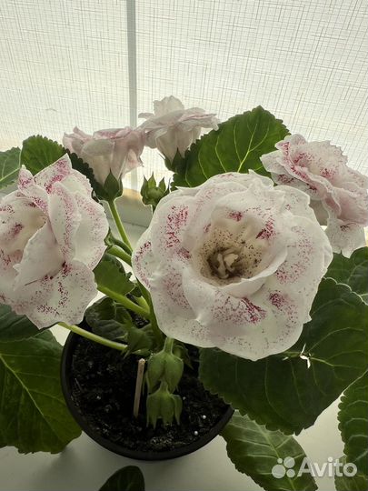 Глоксиния,фикус