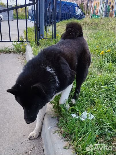 Собака в добрые руки