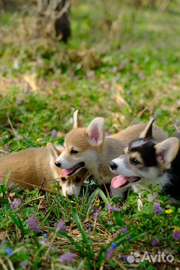 Щенки корги пемброк
