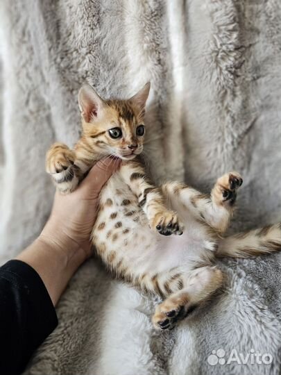 Бенгальская девочка