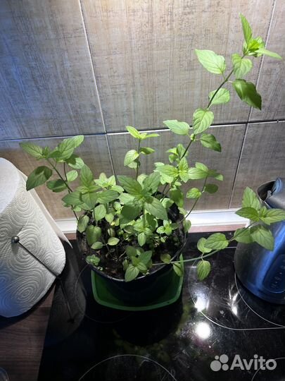 Мята шоколадная