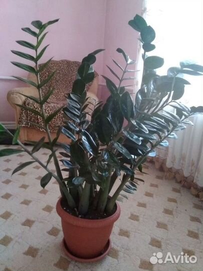 Замиокулькас