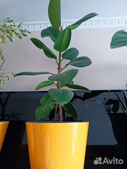 Комнатные цветы разные