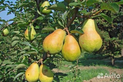 Груша. Саженцы. Сорта в ассортименте