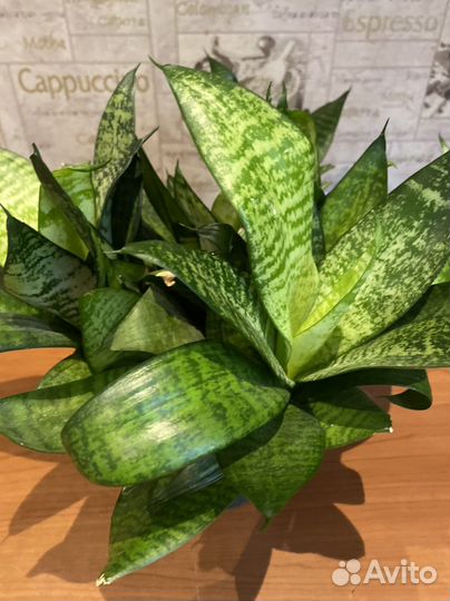 Сансевиерия (Тещин язык )