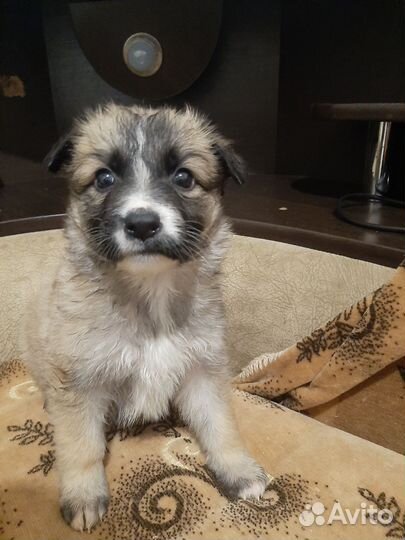 Смесь пород стафорд и немца