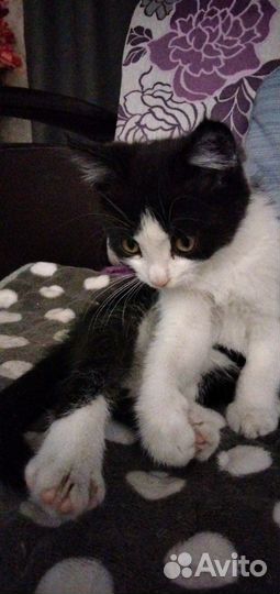 Отдадим бесплатно котенка (мальчик)