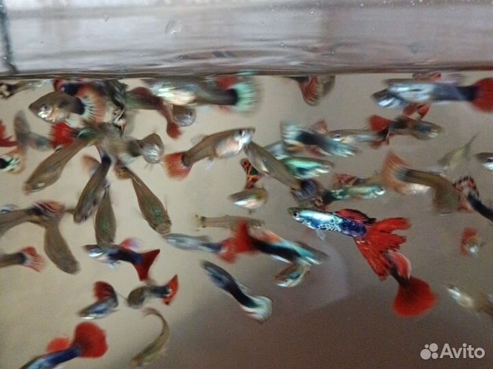 Аквариумный рыбки гуппи