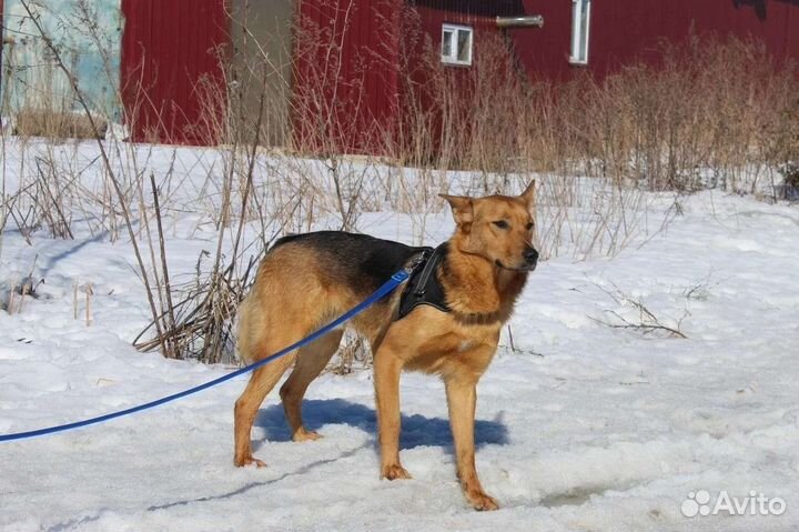 Собака в добрые руки