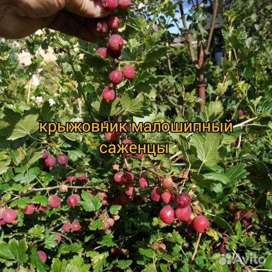 Саженцы смородины, крыжовника, ежевики