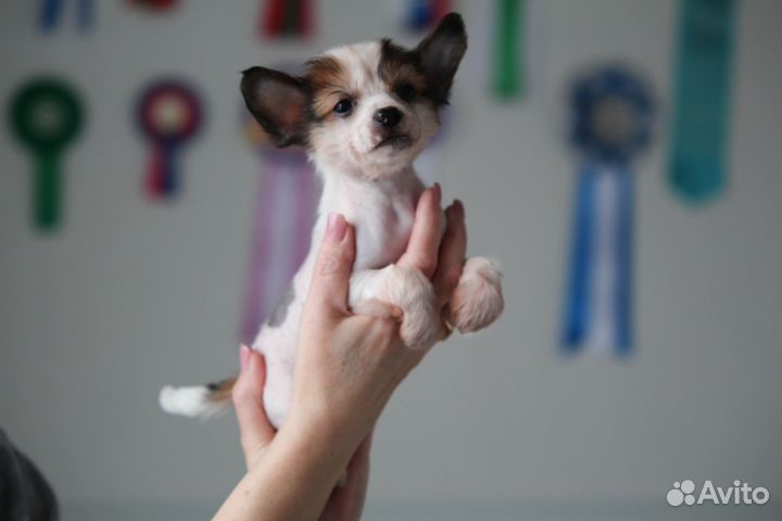 Щенки китайской хохлатой