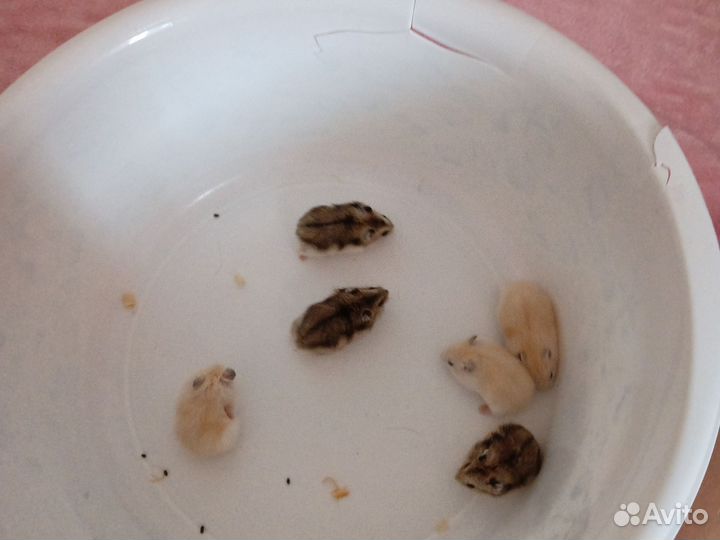 Джунгарский хомяк