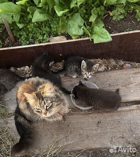 Отдам котят в добрые руки