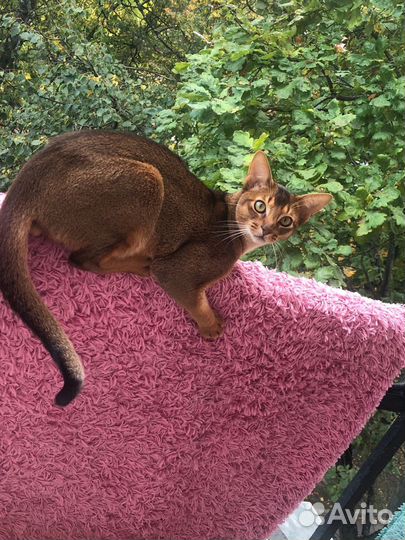 Абиссинский кот вязка