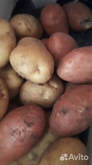 Продам картофель ведро 12 л