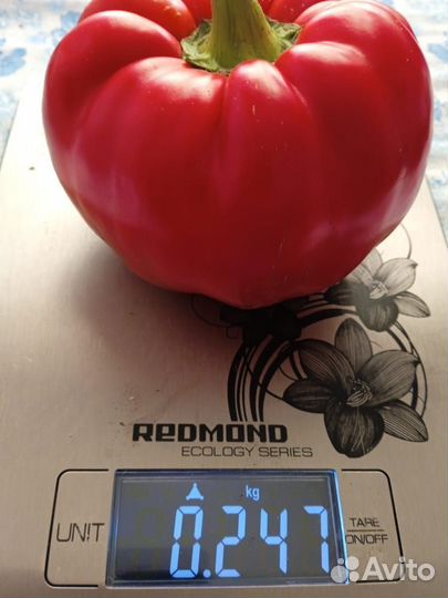 Гагашары семена