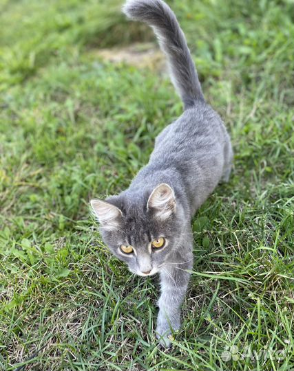 Отдадим котика в добрые руки