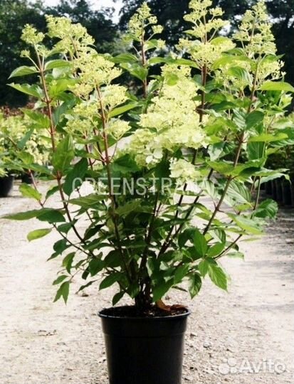 Гортензия Метельчатая Grandiflora/С35