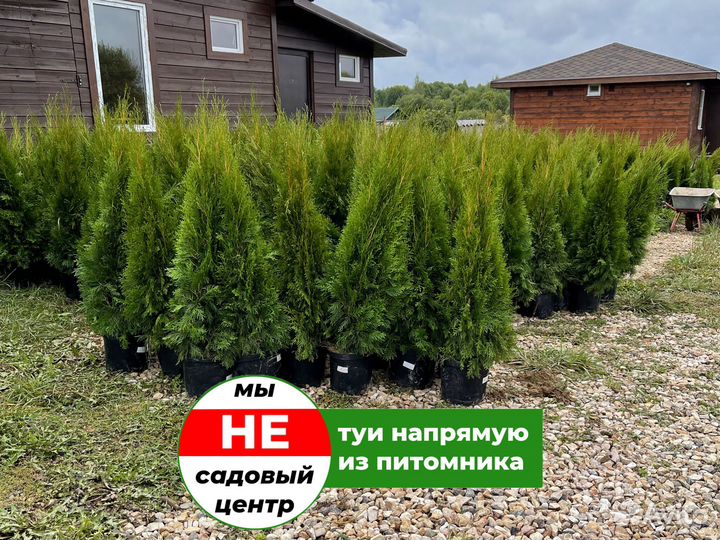 Туя смарагд 100 см свежая копка 2023